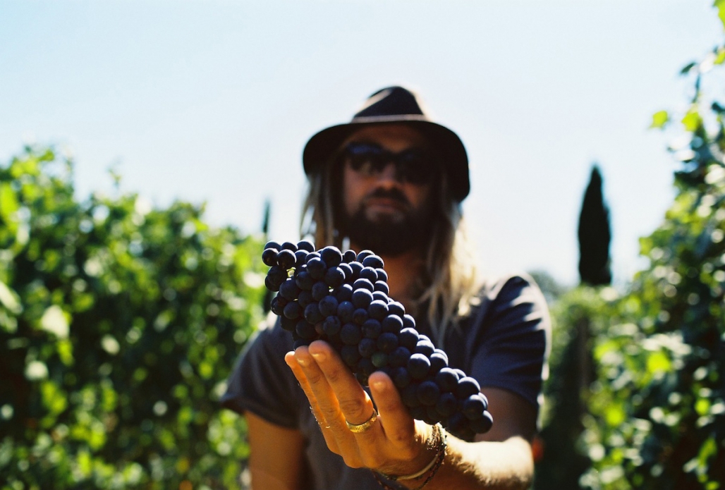 Chris Del Moro tastes a bit of Italian grapes. It’s hard work. Photo: Bella Vita