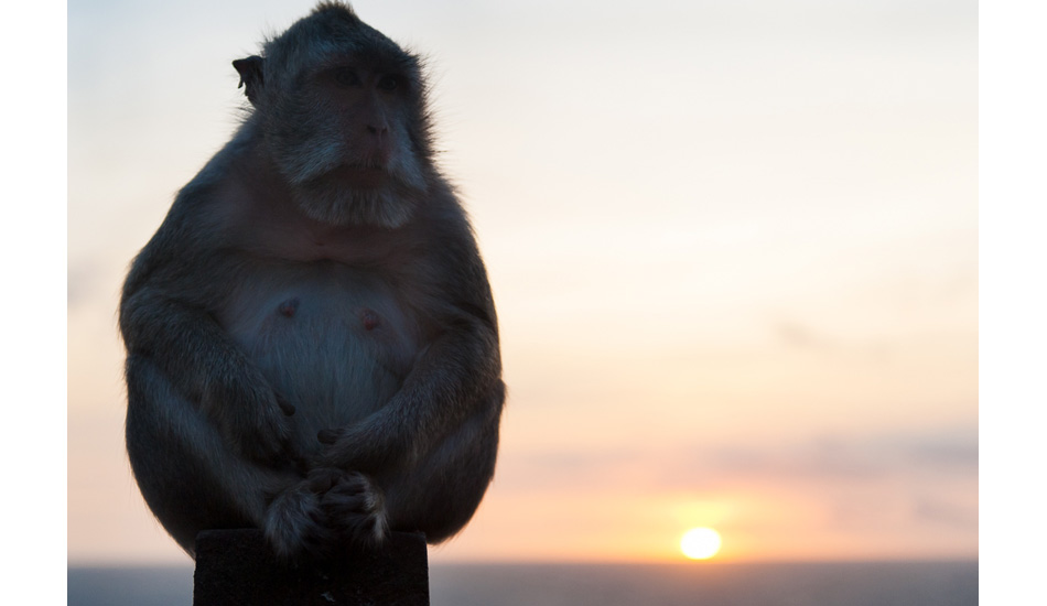 Barry Big Balls holding the fort during golden hour. Photo: <a href= \"https://www.jasoncorrotophoto.com/\">Jason Corroto</a>