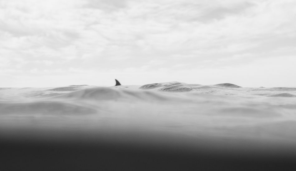 Friendly swim. Photo: <a href= \"https://www.jasoncorrotophoto.com/\">Jason Corroto</a>