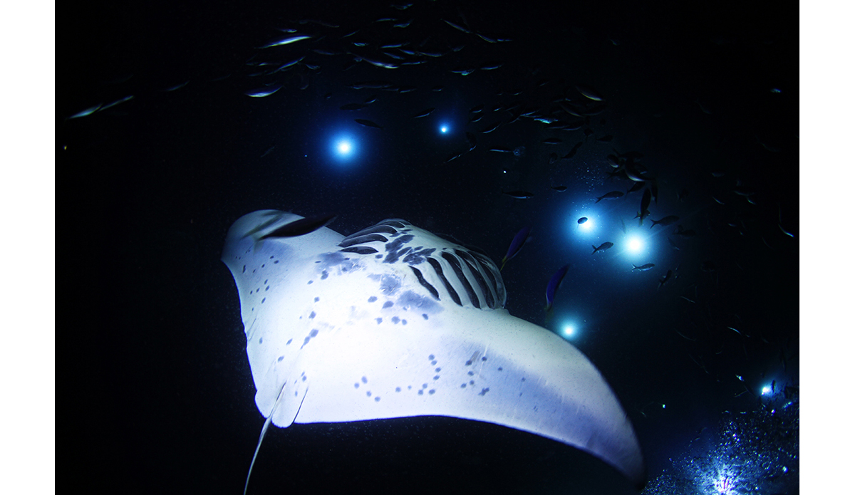 During the summer of 2013, a spur of the moment trip to Kona to shoot  huge manta rays swimming at night…it was truly an unforgettable experience. Photo: <a href=\"https://instagram.com/manaphotohawaii\">Mana Photo Hawaii</a>