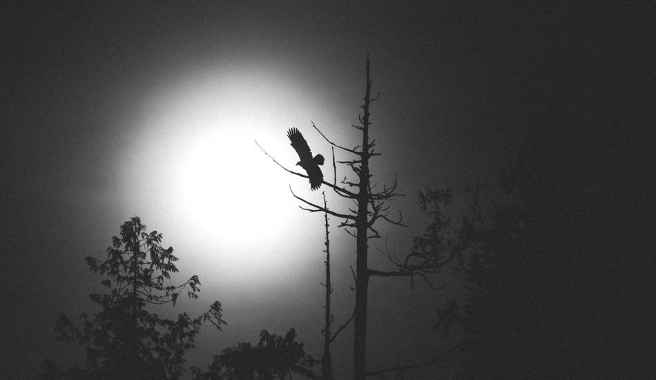 Bald Eagle taking flight. Photo: <a href=\"https://www.jeremykoreski.com/NEW-WORK/AOTEAROA/1/\">Jeremy Koreski</a>