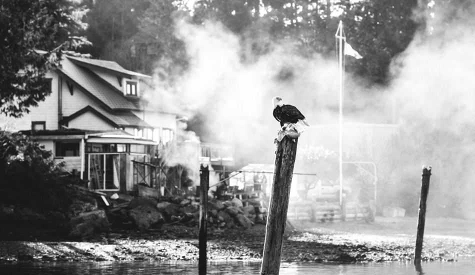 A Bald Eagle in the Tofino harbor. Photo: <a href=\"https://www.jeremykoreski.com/NEW-WORK/AOTEAROA/1/\">Jeremy Koreski</a>