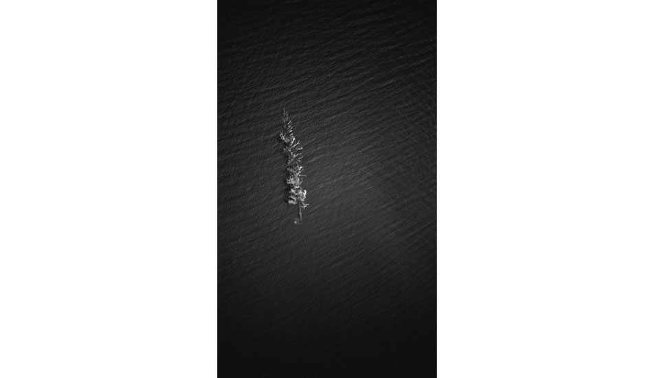 A Douglas Fir from 300\' up. Photo: <a href=\"https://www.jeremykoreski.com/NEW-WORK/AOTEAROA/1/\">Jeremy Koreski</a>