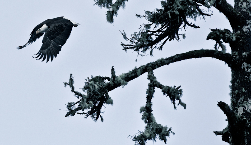 When I am shooting surfing there is always other things going on around me. I saw this eagle land in a tree, and was lucky enough to capture him taking off. Photo: <a href=\"https://www.jeremykoreski.com/\" target=_blank>Jeremy Koreski</a> 