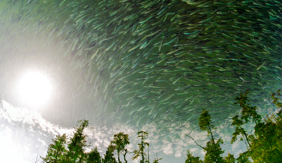 Most people assume this image is a double exposure. It\'s not. I took this image while sitting on my floathouse looking down at a school of herring. The trees you see reflected at the bottom are from the island next to the house. Photo: <a href=\"https://www.jeremykoreski.com/\" target=_blank>Jeremy Koreski</a>