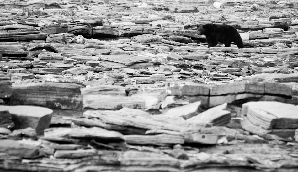 My friends and I spend a lot of time in the winter camping on the coast of Vancouver Island, shooting photos and looking for waves. This black bear was walking along the rocks in front of our camp one morning, looking for food. Photo: <a href=\"https://www.jeremykoreski.com/\" target=_blank>Jeremy Koreski</a>