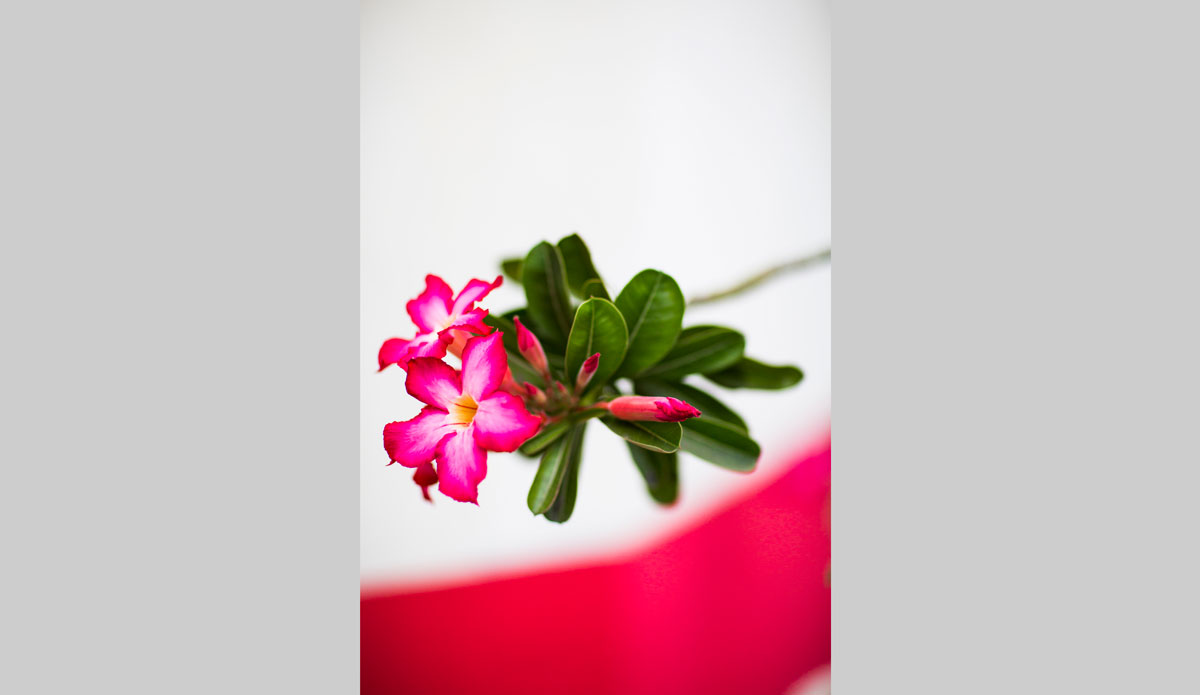 Photo: <a href=\"https://www.jojofoto.com/\"> Joanna Miriam</a>