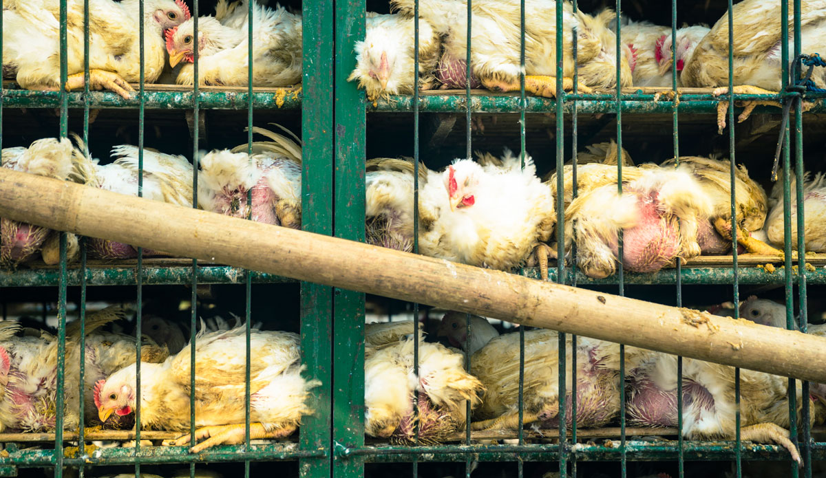 Photo: <a href=\"https://www.jojofoto.com/\"> Joanna Miriam</a>