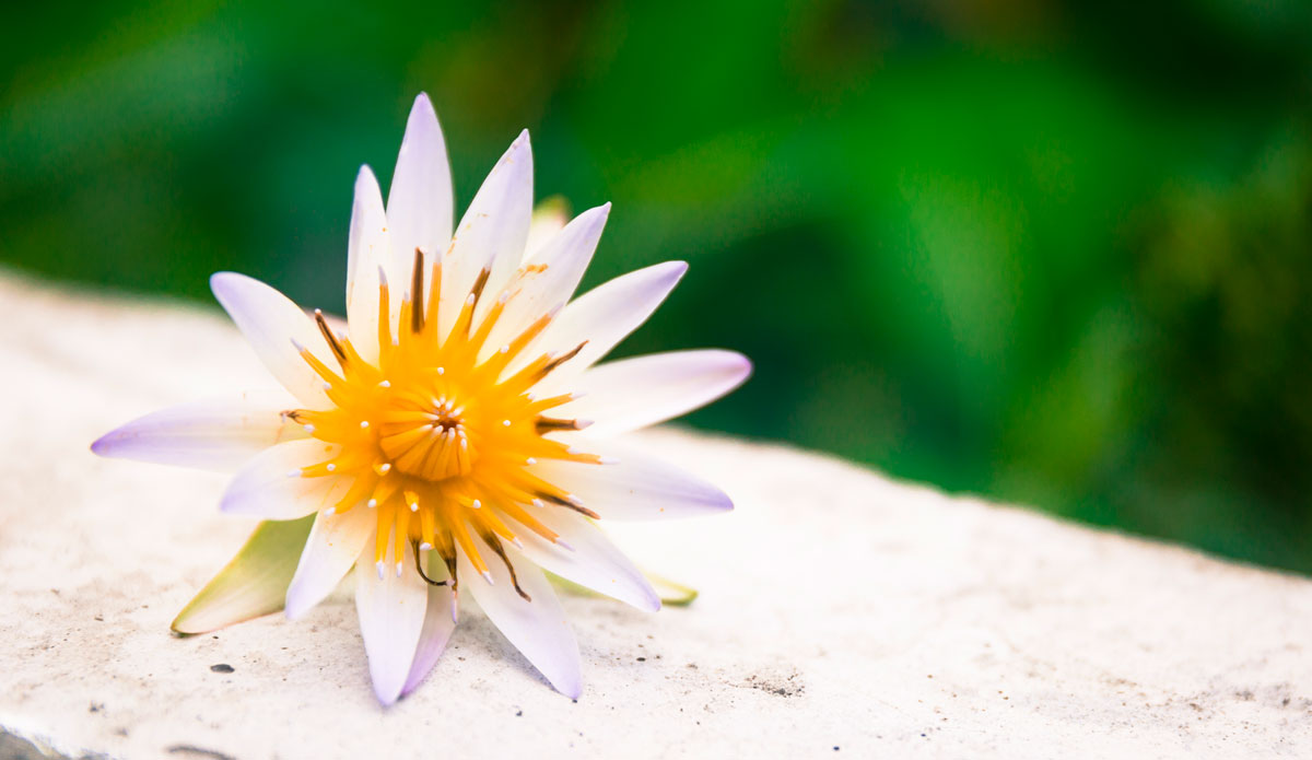 Photo: <a href=\"https://www.jojofoto.com/\"> Joanna Miriam</a>