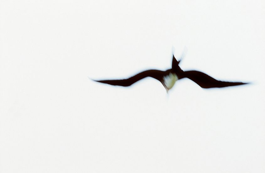 Frigatebird. Galapagos Islands. Photo: <a href=\"http://www.joecurren.com\" target=_blank>Joe Curren</a>