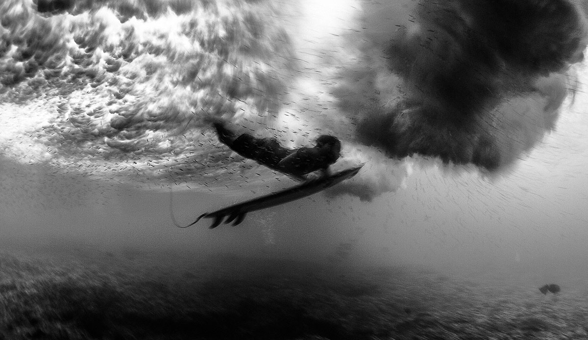 Black and white bait. Photo: <a href=\"https://johnbarton.net.au/\">John Barton</a>