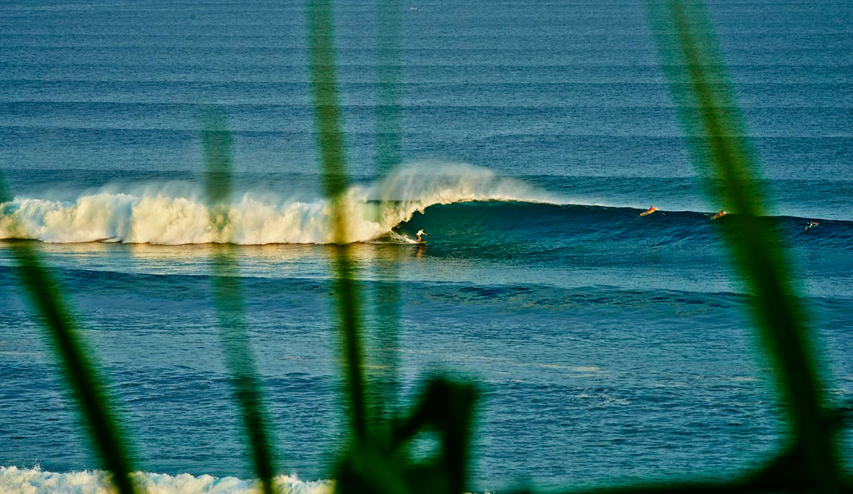 Pulled back, through the grass. Photo: <a href=\"https://instagram.com/johnwatermanlaw\"> John Waterman Law</a>