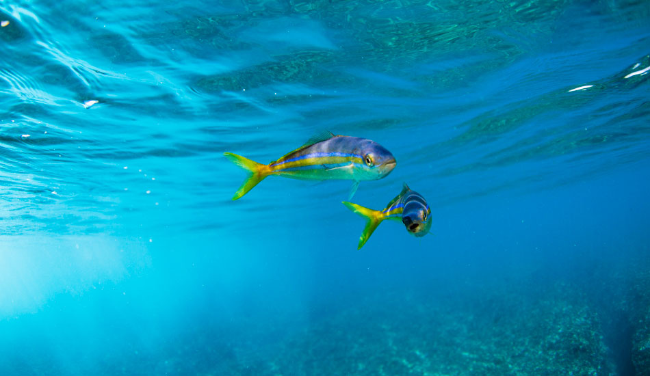 A couple of Rainbow Runners followed me around for hours. This species can grow to become some of the toughest fish in the sea. Photo: <a href=\"https://www.hungrywalrus.com/\" target=_blank>John Maher</a>