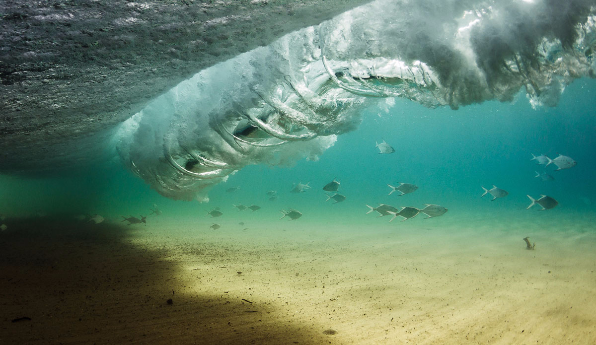 The salt kingdom. Trevally swimming under the vortex.  Photo: <a href=\"https://www.jonwrightphoto.com\">JonWrightPhoto.com</a>