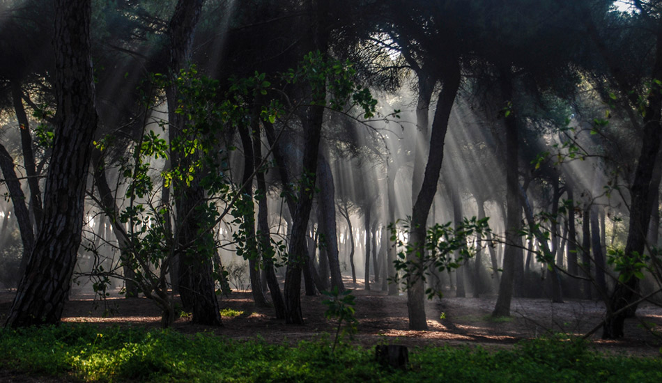 A foggy path with magic light. Photo: <a href=\"https://www.jorgeibáñez.com\"> Jorge Ibáñez</a>
