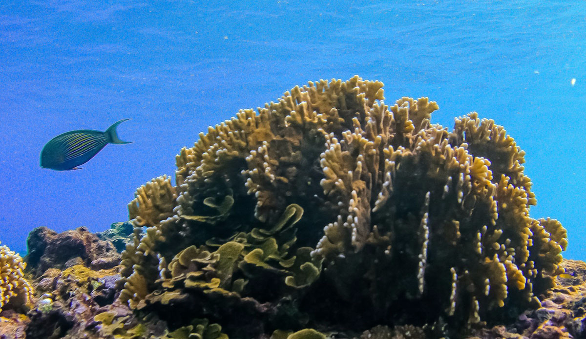 There is so much beauty under the surface.