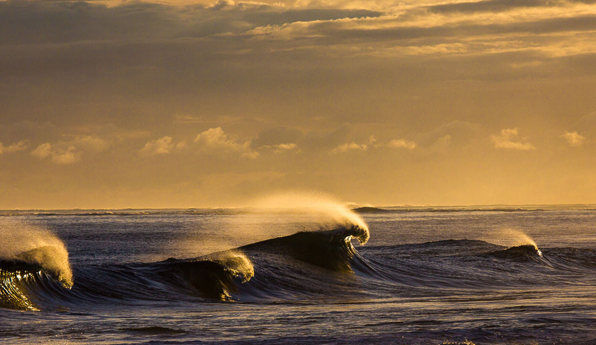 Golden horses. Photo: Kieran Tunbridge