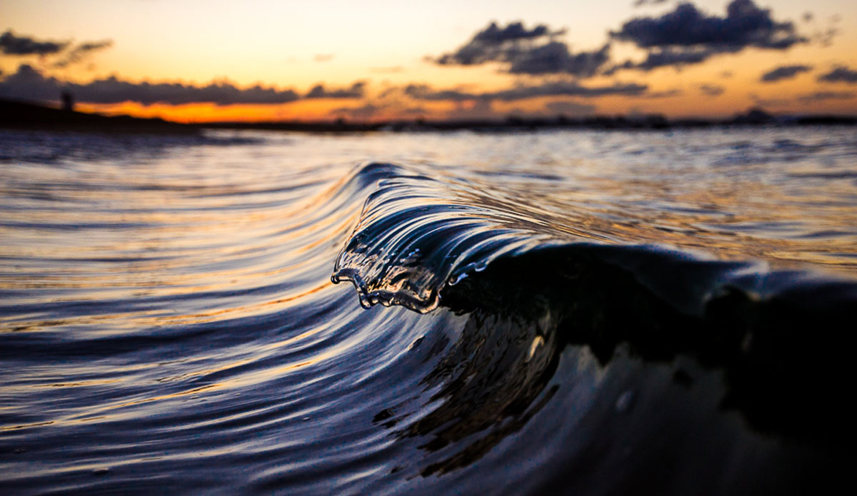 Shore tongue. Photo: Kieran Tunbridge