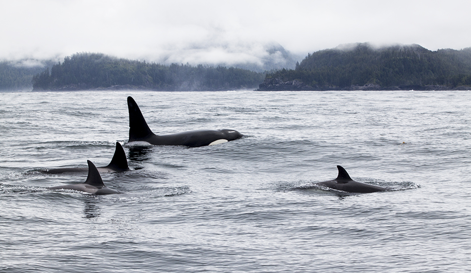On one of the better swells this winter, a pod of orcas chased a large pod of Stellar sea lions right through the line up, clearing everyone to the beach. This was one of the large females across the bay before everyone noticed they were being hunted. Photo: <a href=\"https://www.kylervos.com/index2.php#!/Home\">Kyler Vos</a>