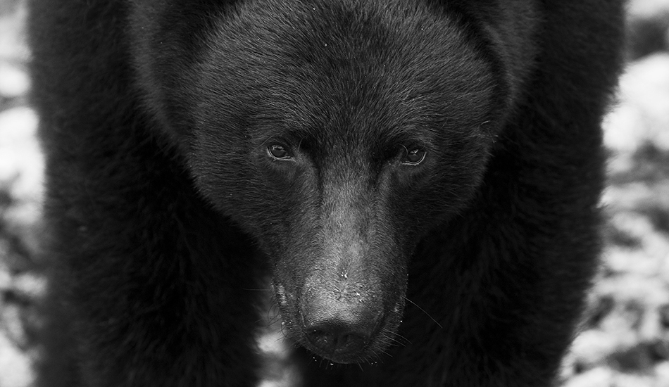 Any trip that you go on up the west coast, you will most likely run in to one of these big boys. Although this picture makes the bear look scary, he is actually a really nice guy. Photo: <a href=\"https://www.kylervos.com/index2.php#!/Home\">Kyler Vos</a>