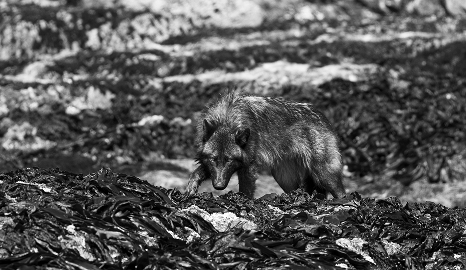 On a low tide around Clayoquot Sound you can find wolves feeding on shoreline crabs and shell life. Photo: <a href=\"https://www.kylervos.com/index2.php#!/Home\">Kyler Vos</a>