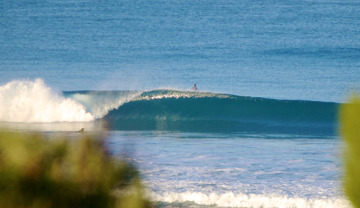 Bushes. Photo: <a href=\"https://instagram.com/mfarkas\">Michael Farkas</a>