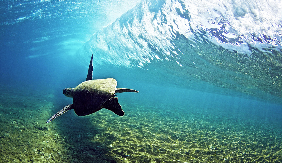 Honu Tube Rider. Image: <a href=\"https://www.laserwolfphoto.com/\" target=\"_blank\">Laserwolf</a>