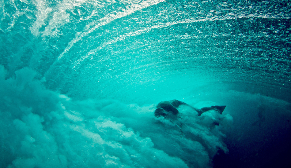 Reefeater. Image: <a href=\"https://www.laserwolfphoto.com/\" target=\"_blank\">Laserwolf</a>