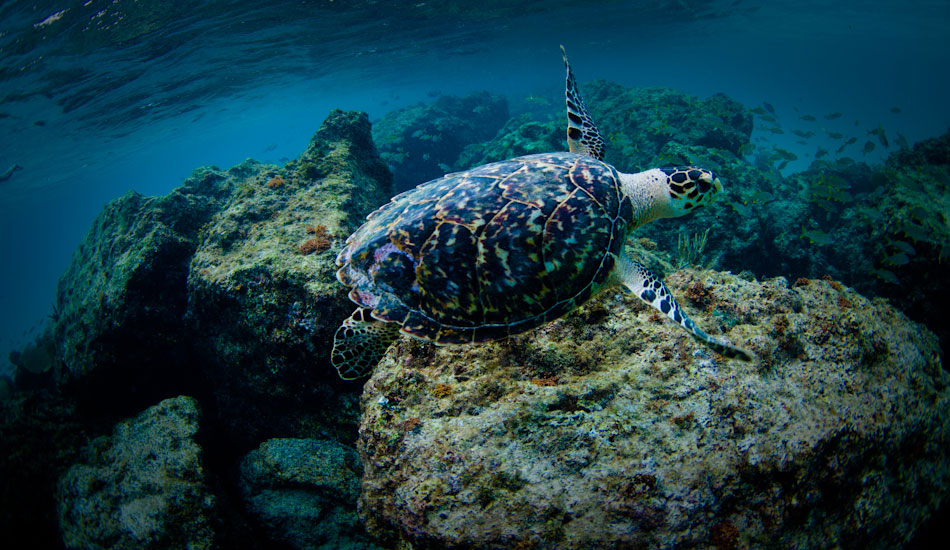 Another great thing to do while the waves are flat. Chase turtles on the reefs. Photo: <a href=\"http://www.nicklavecchia.com/\" target=_blank>Nick Lavecchia</a>