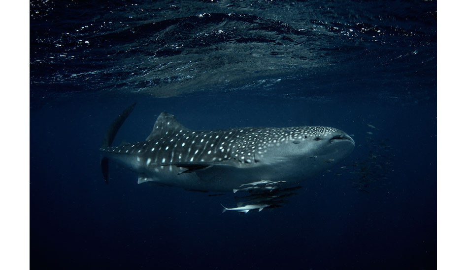Snorkeling with whale sharks off Coral Bay in Western Australia was both remarkable and humbling, for these gentle creatures make the biggest of humans look tiny. Photo: <a href=\"https://liabarrettphotography.com/\" target=_blank>Lia Barrett</a>