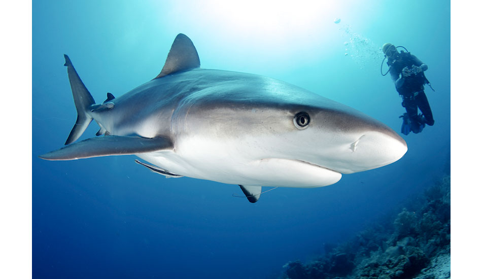 An up close and personal view of a Caribbean reef shark off of Roatan, Honduras. Photo: <a href=\"https://liabarrettphotography.com/\" target=_blank>Lia Barrett</a>