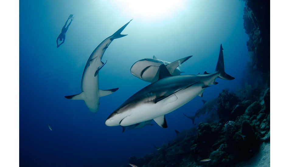 Sharks: Nature's Misunderstood Beauties of the Deep | The Inertia