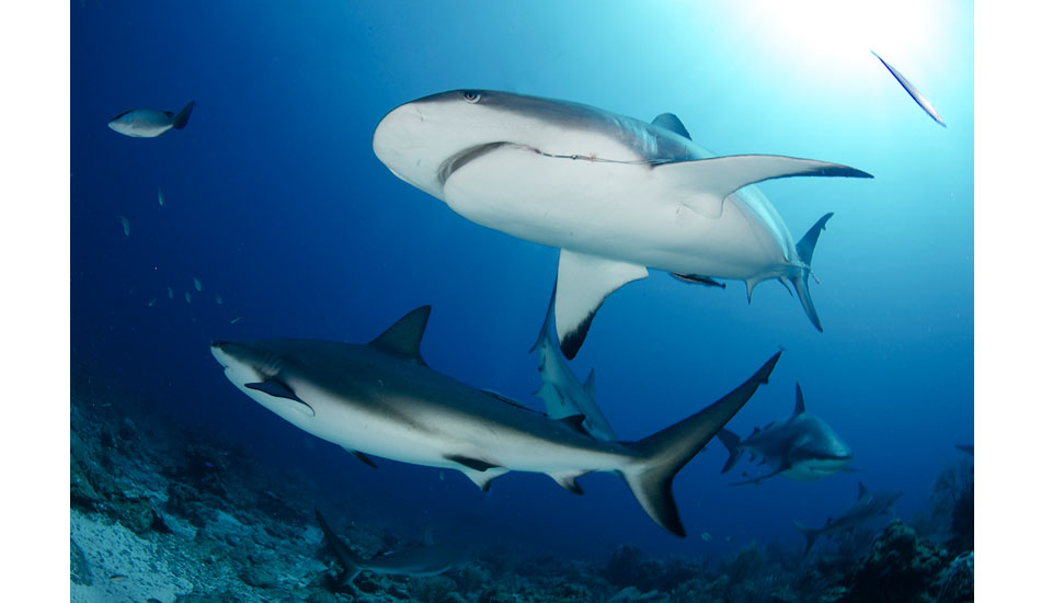 Caribbean reef sharks off of Roatan, Honduras. Photo: <a href=\"https://liabarrettphotography.com/\" target=_blank>Lia Barrett</a>