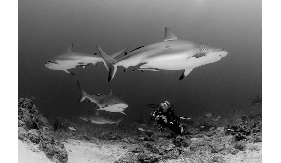 Scuba diving with a couple of pregnant reef sharks off of Roatan, Honduras. Photo: <a href=\"https://liabarrettphotography.com/\" target=_blank>Lia Barrett</a>
