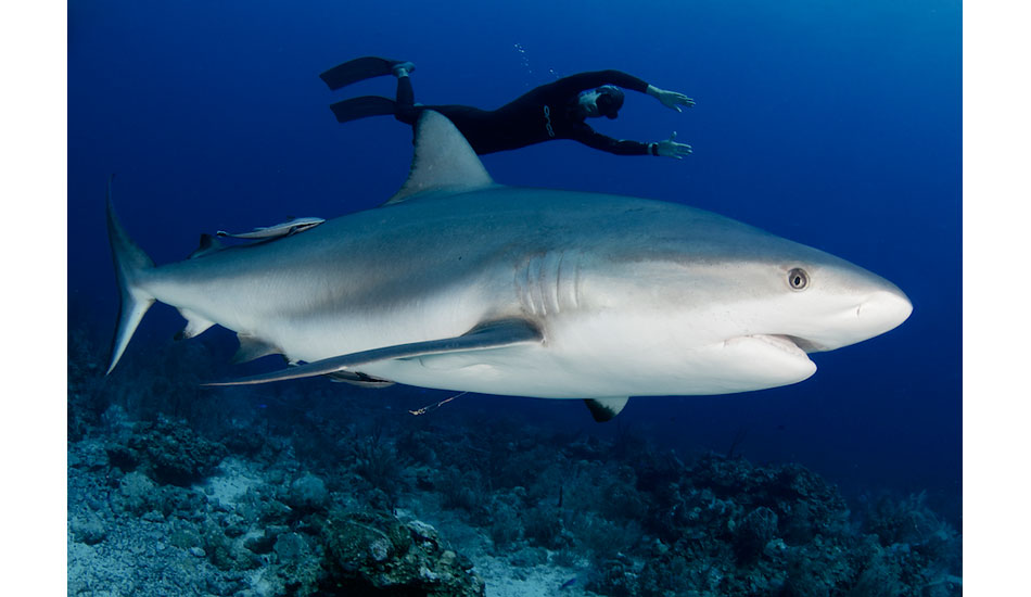 Tunisian national record holder Walid Boudhiaf swims alongside a pregnant Caribbean reef shark off of Roatan, Honduras. Photo: <a href=\"https://liabarrettphotography.com/\" target=_blank>Lia Barrett</a>