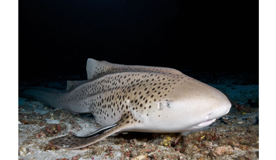 A lazy leopard shark resting on the ocean floor in the Similan Islands, Thailand. Photo: <a href=\"https://liabarrettphotography.com/\" target=_blank>Lia Barrett</a>