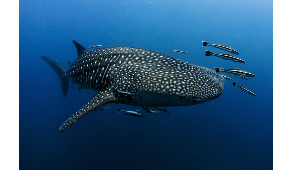 I swam with this lone whale shark circling Sail Rock in the Gulf of Thailand by myself for 15 minutes. To this day, it is still one of the highlights of my underwater encounters. Photo: <a href=\"https://liabarrettphotography.com/\" target=_blank>Lia Barrett</a>