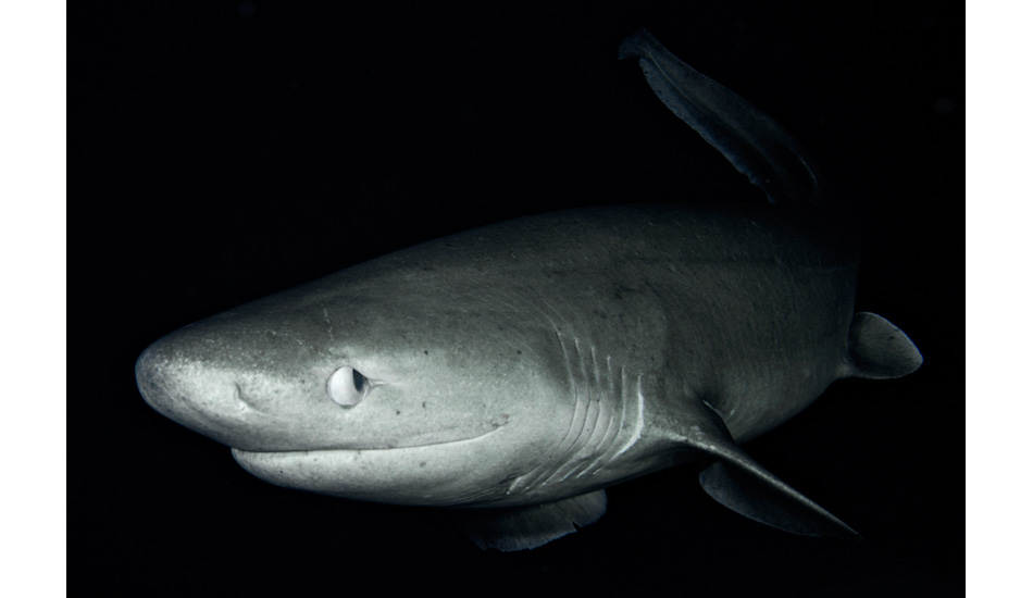 At around 2,000 feet, this curious six-gill shark came up to visit me at the dome port of Karl Stanley’s submarine off the island of Roatan, Honduras. Photo: <a href=\"https://liabarrettphotography.com/\" target=_blank>Lia Barrett</a>