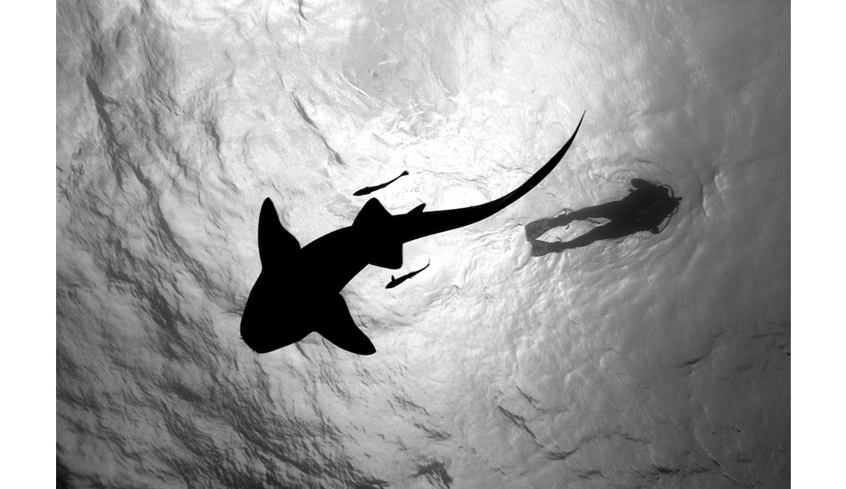 A gentle nurse shark swims a few feet below a scuba diver off Caye Caulker, Belize. Photo: <a href=\"https://liabarrettphotography.com/\" target=_blank>Lia Barrett</a>