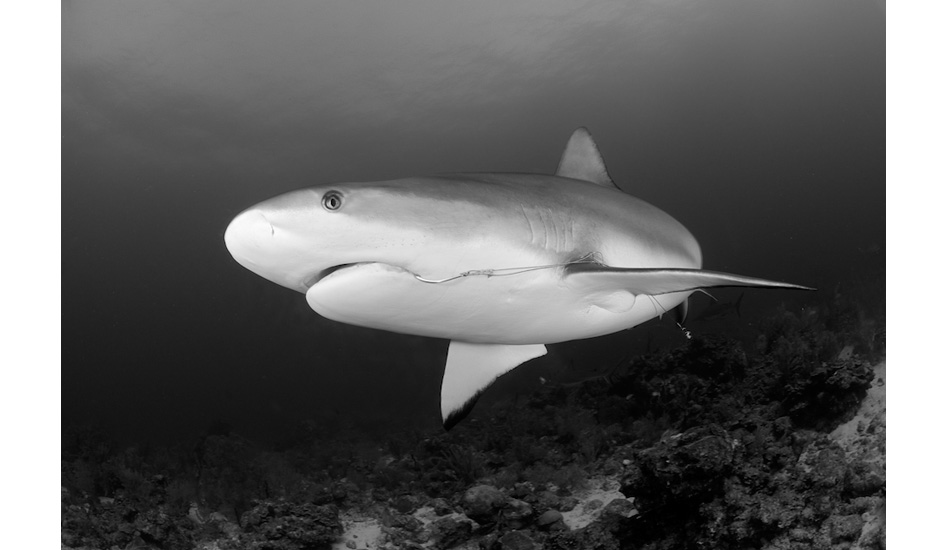 A Caribbean reef shark that has been observed living with a fishing hook in its mouth for over a decade. Photo: <a href=\"https://liabarrettphotography.com/\" target=_blank>Lia Barrett</a>
