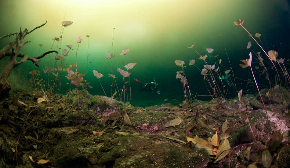 Peering through a patch of lilies at Car Wash. Photo: <a href=\"https://liabarrettphotography.com/\" target=_blank>Lia Barrett</a>