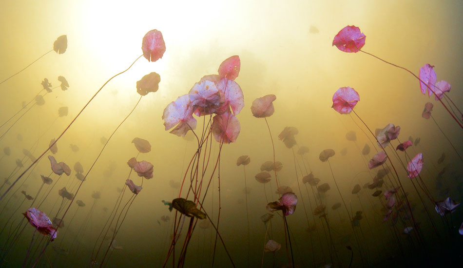 A shot of the lilies from below in Car Wash. Photo: <a href=\"https://liabarrettphotography.com/\" target=_blank>Lia Barrett</a>