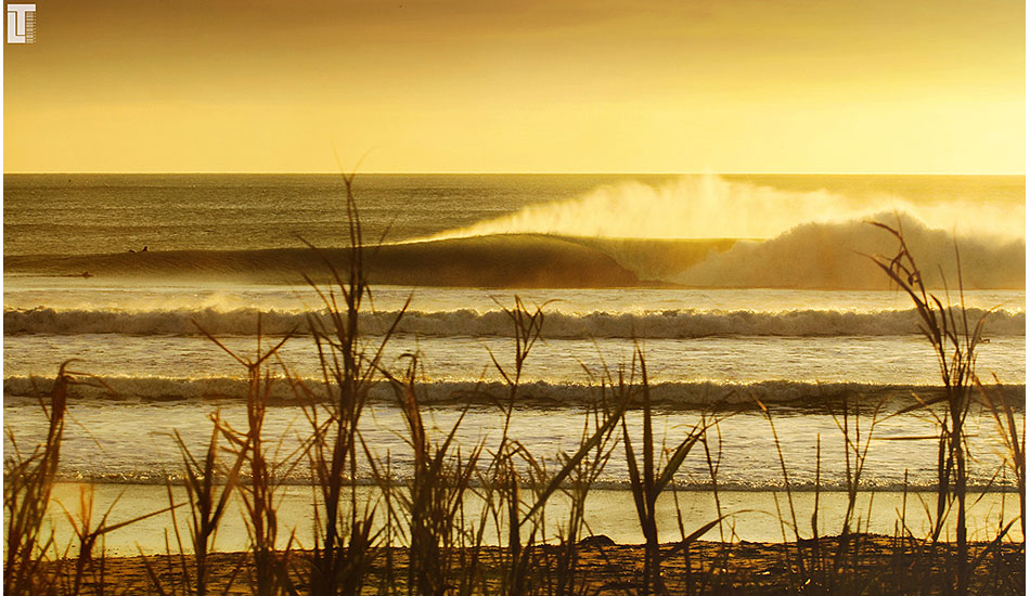 Backlit beauty. Image: <a href=\"https://lucashoot.blogspot.com\">Tozzi</a></em></strong>