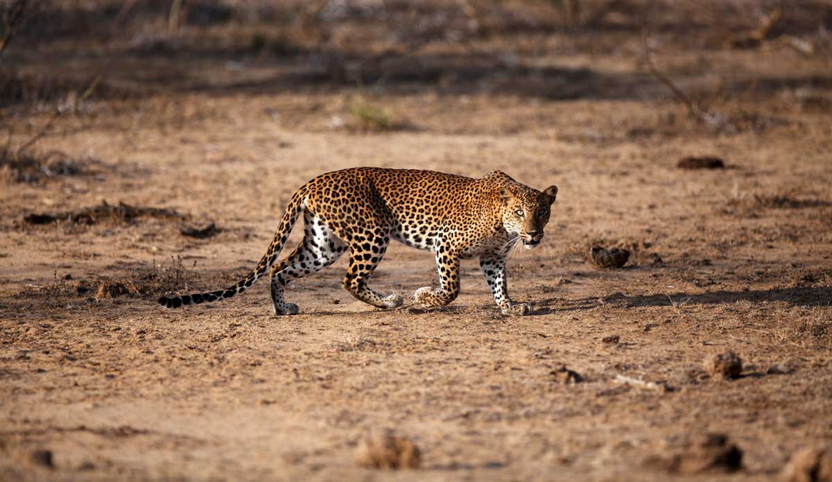 One of 700 – 1000 leopards in Yala National Park, Sri Lanka. My first time being emerged in nature and lucky enough to photograph these amazing creatures. I will never forget the experience of the trip working for National Geographic Traveler. Photo: <a href=\"https://www.luciagriggi.com\" target=\"_blank\">Lucia Griggi</a>