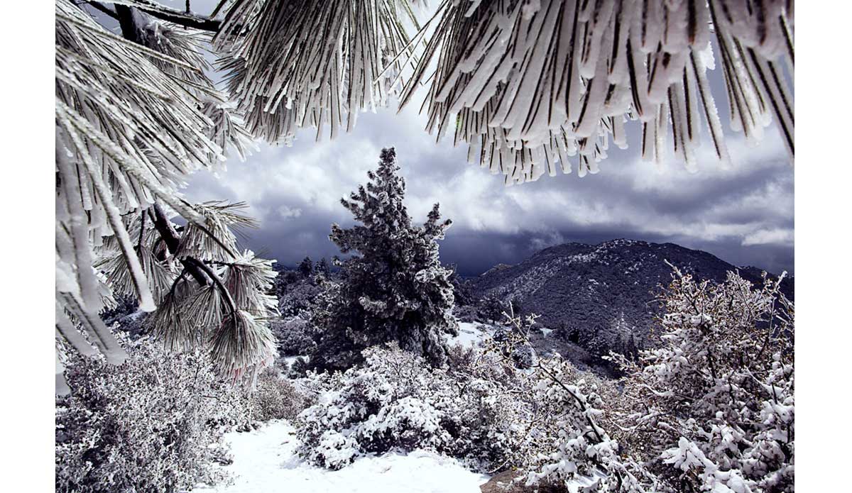 Winter storms blanket the forest in Idyllwild, California. It was my first time visiting California and seeing the diversity mesmerizes me. From mountains to sea. Snow to sand – I love it! Photo: <a href=\"https://www.luciagriggi.com\" target=\"_blank\">Lucia Griggi</a>