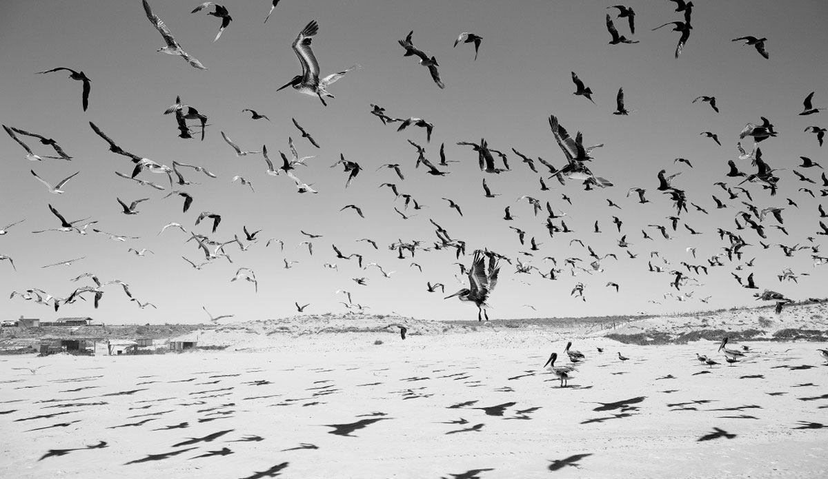 Pelicans and seagulls flock together at San Juanico, Baja, Mexico. On the same trip to Scorpion Bay, I captured this shot. I had to drive through the mass of birds at high speed to get this result. It was quite a mad sensation! I was so far from civilization. It was a unique experience. Photo: <a href=\"https://www.luciagriggi.com\" target=\"_blank\">Lucia Griggi</a>