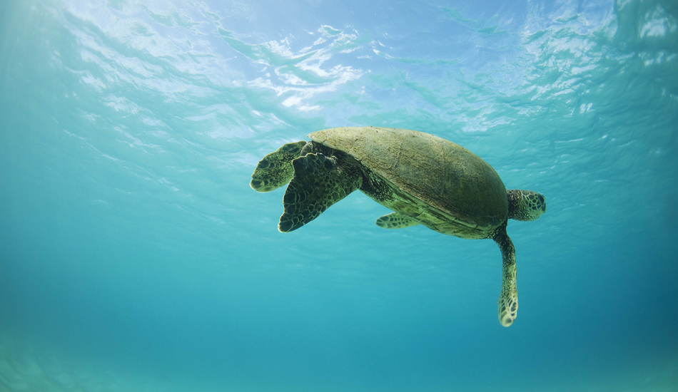 TURTLE. Oahu, Hawaii. Photo: <a href=\"https://www.luciagriggi.com\" target=\"_blank\">Lucia Griggi</a>