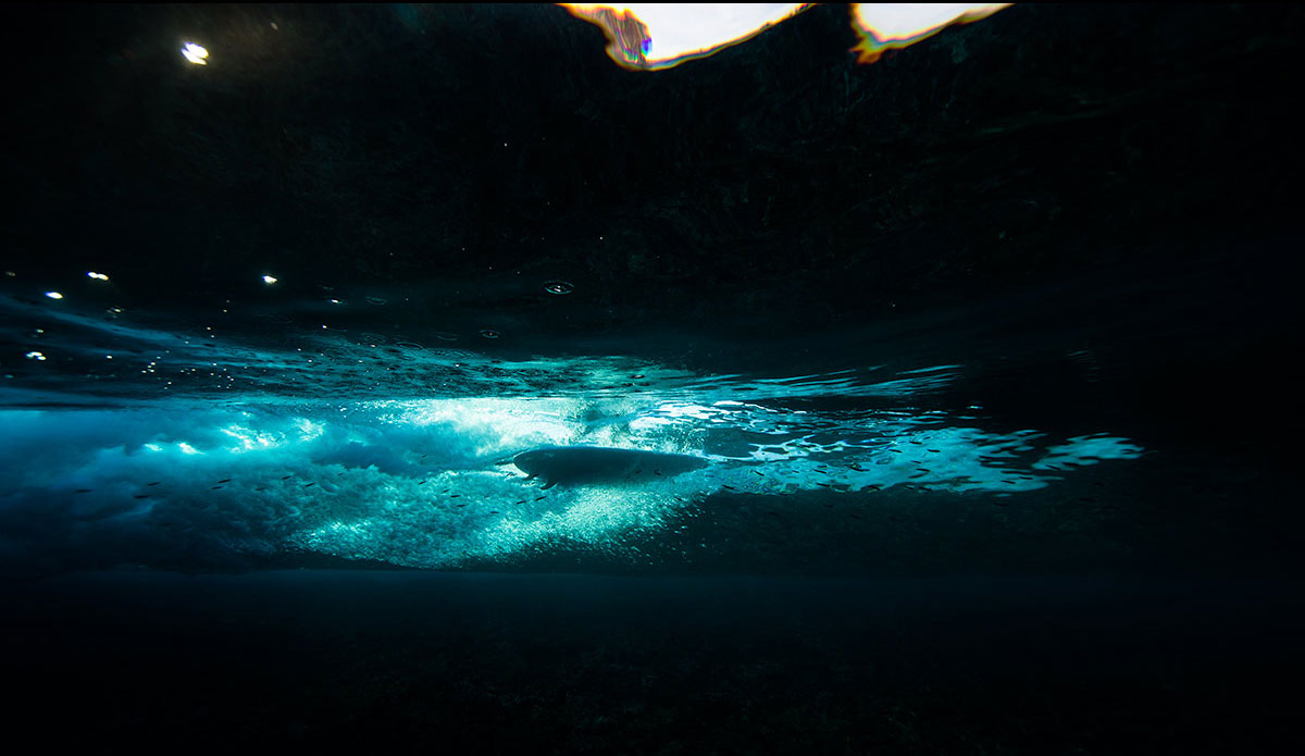 Photo: <a href=\"https://www.saltmotion.com/\"> Joel Coleman</a>