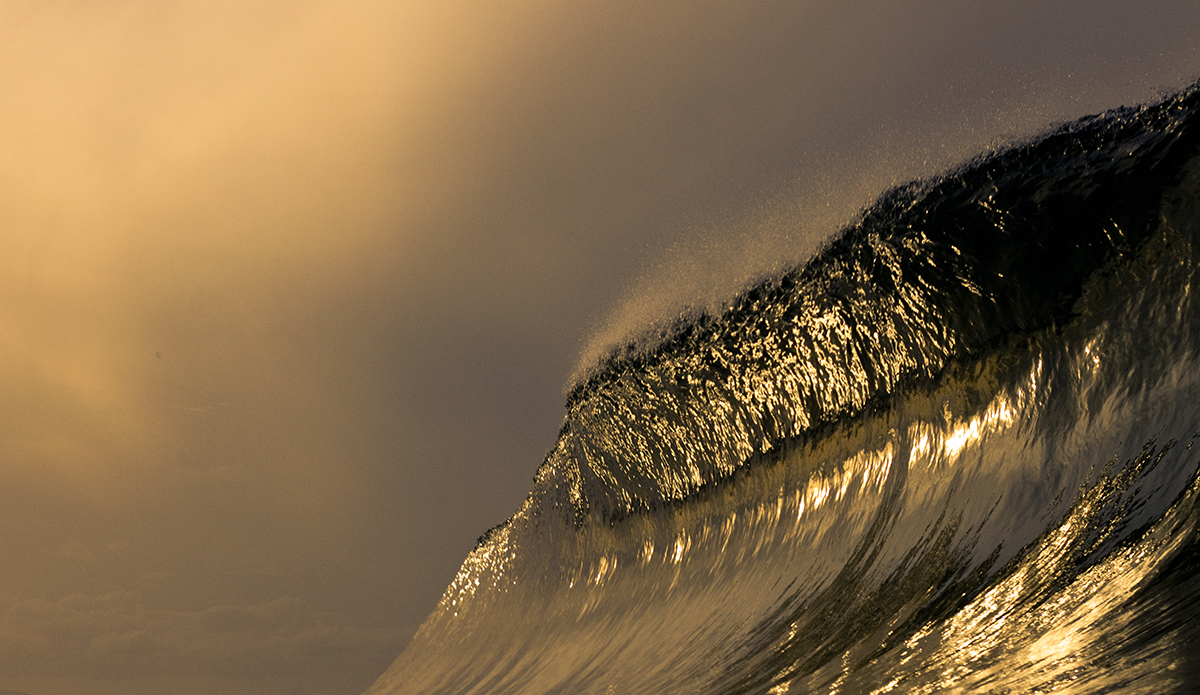 Golden Curl. Photo: <a href=\"https://www.mattburtphoto.com/\">MattBurt</a>