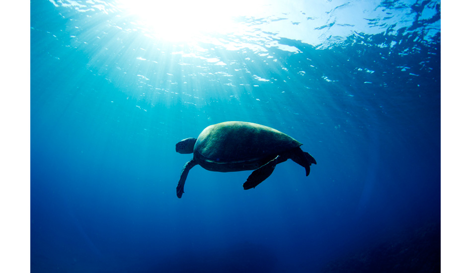 Turtle at Honolua Bay. Photo: <a href=\"https://mattdunbar.com.au\">Matt Dunbar</a>